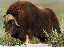 http://ecofriendly.ru/sites/default/files/img/201211/ovibos1_0.jpg